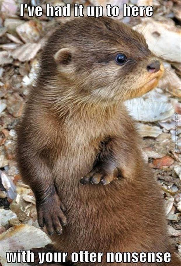 A clever otter