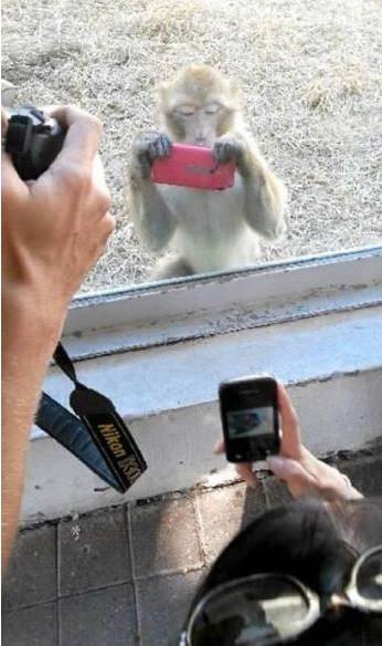 Amezing monkey