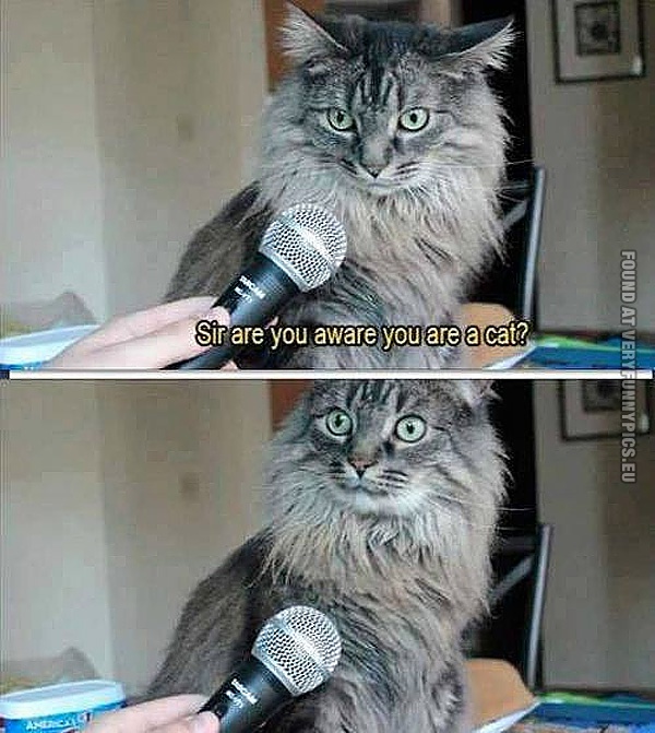 Cat being interviewed.