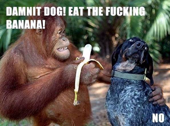 Damnit dog eat the fucking banana