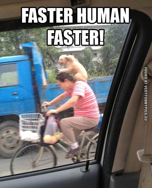 dog riding a human 