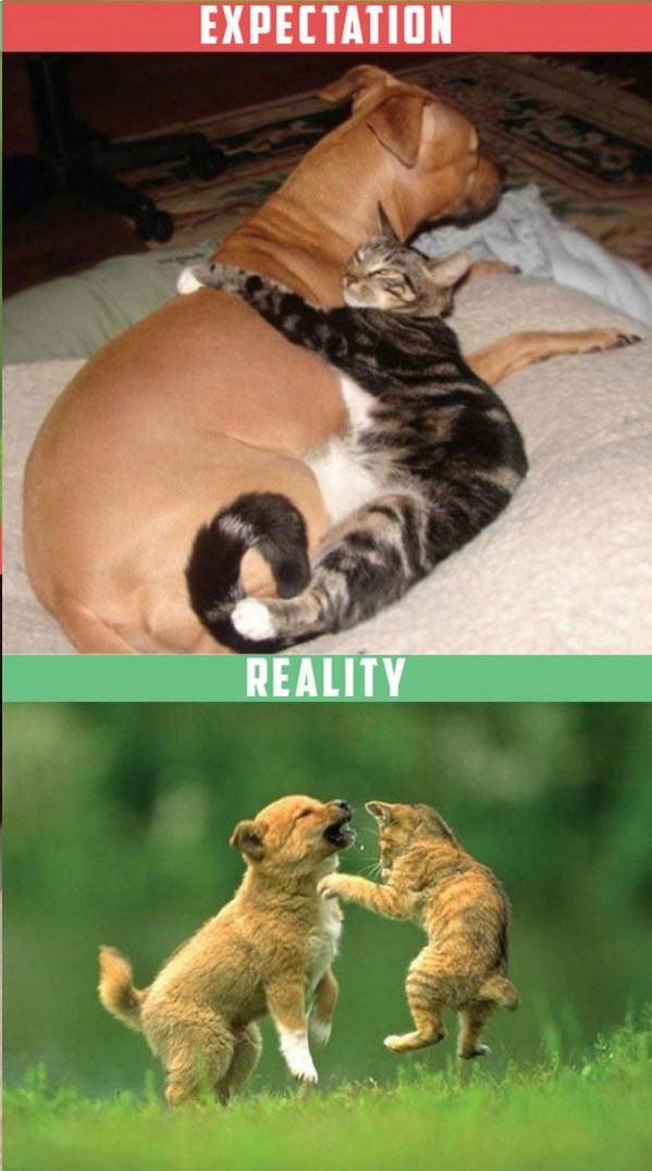 Expectation and True Reality