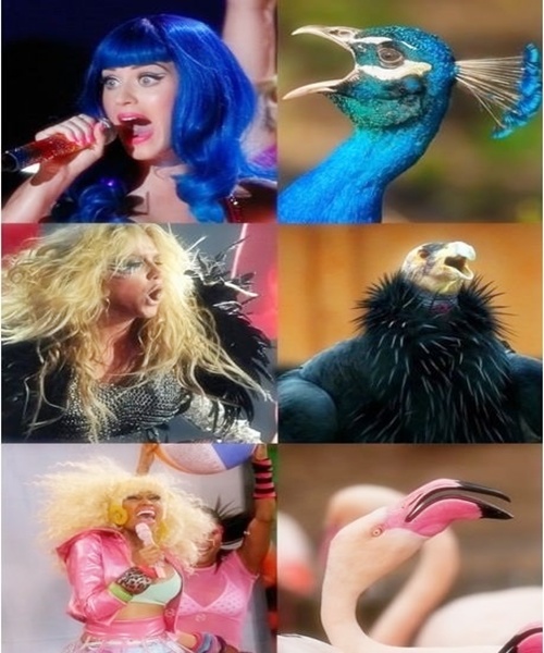 If Pop Stars Were Birds