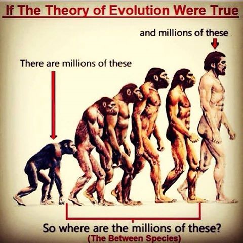 if the theory of evolution wre true