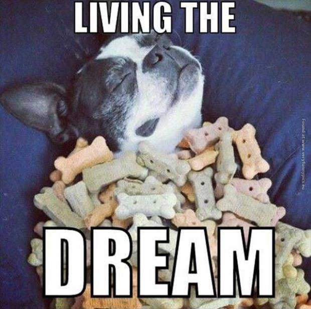 Just a dog living the dream