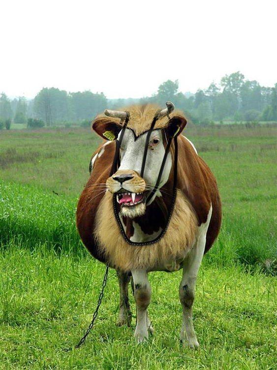 lion looking cow