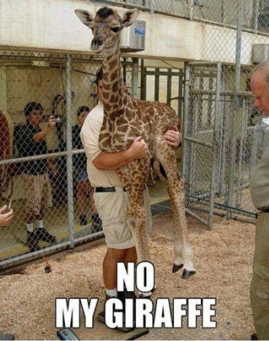 No my giraffe