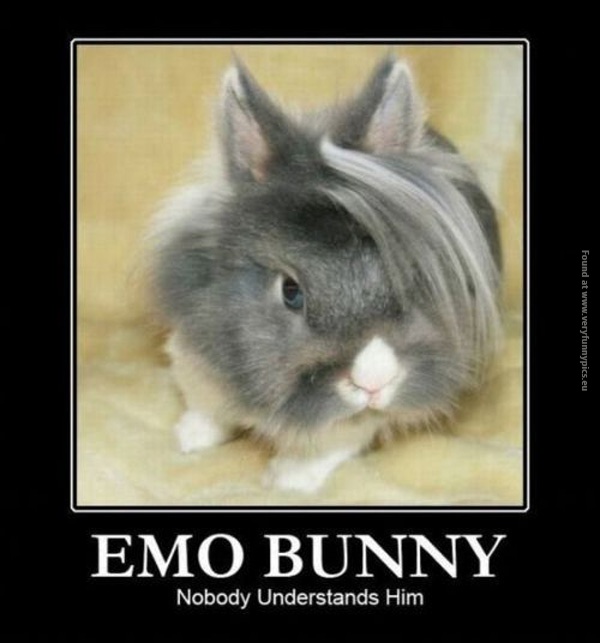 Nobody understands this bunny