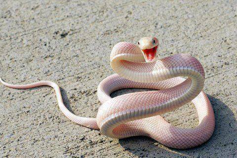 pink color snake 
