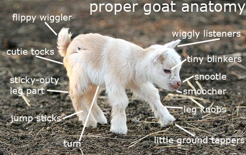 Proper Goat Anatomy