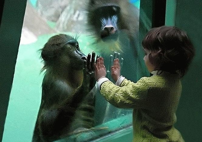 shaking hand with monkey