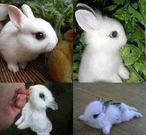  rabbit  baby 