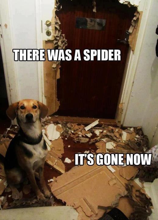there was a spider 