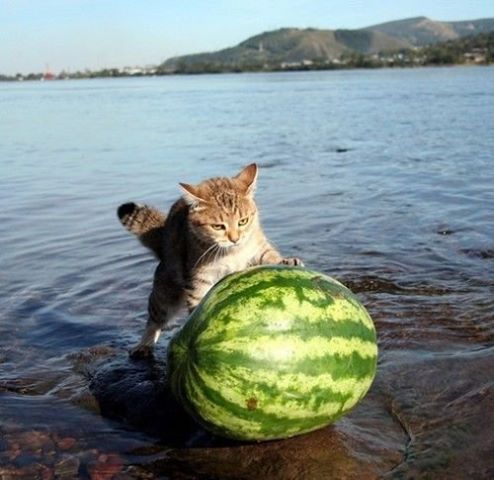 throwing the watermelon