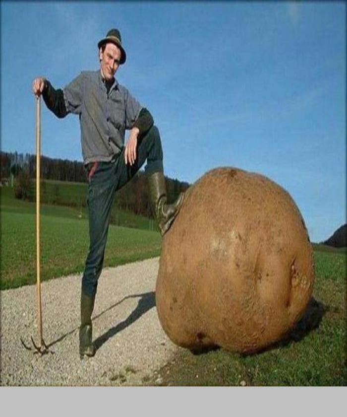 World biggest Potato.
